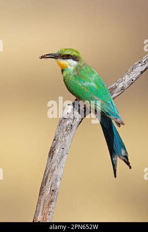 Ein Schwalbenschwanz-Bienenfresser (Merops hirundineus) mit Insektenbeute, Südafrika Stockfoto