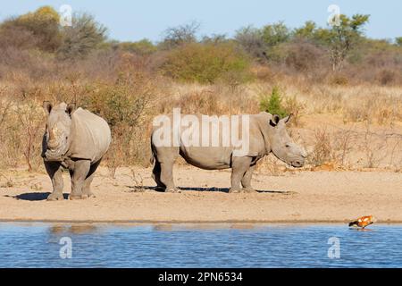 Ein Paar weißes Nashorn (Ceratotherium simum) an einem Wasserloch in Südafrika Stockfoto