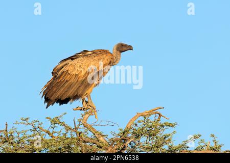 Ein Geier mit weißem Rücken (Gyps africanus), hoch oben auf einem Baum vor einem blauen Himmel, Südafrika Stockfoto