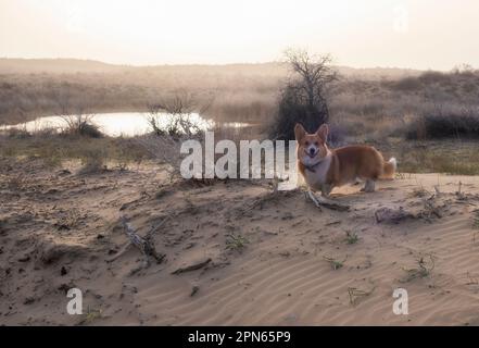 Der niedliche Welsh Corgi Pembroke Hund lächelt, während er bei Sonnenuntergang auf dem Sand in der Wüste steht Stockfoto