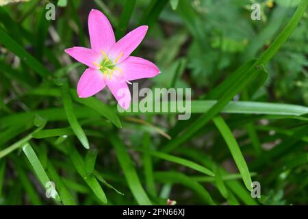 Nahaufnahme einer blühenden trichterförmigen rosafarbenen Rosenmaus-Lilie (Zephyranthes Rosea) im Garten Stockfoto