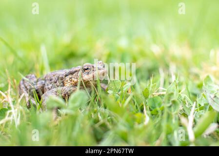 Junge Kröte versteckt sich im grünen Frühlingsgras im Garten in der Nähe des Teichs, Frühjahrspaarung von Fröschen, internationaler Froschmonat, Haut mit Warzen Stockfoto