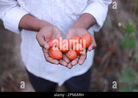 Indischer Bauer, der Tomaten in der Hand hält, glücklicher Bauer Stockfoto