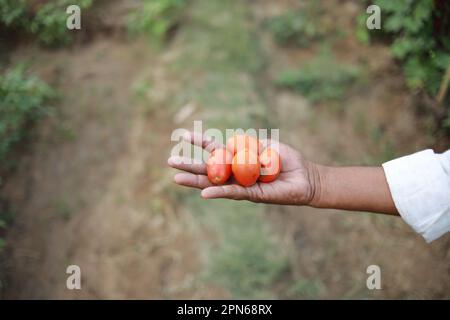 Indischer Bauer, der Tomaten in der Hand hält, glücklicher Bauer Stockfoto