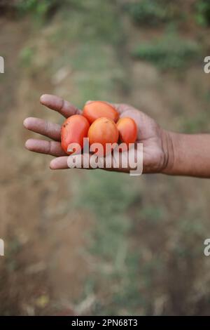 Indischer Bauer, der Tomaten in der Hand hält, glücklicher Bauer Stockfoto