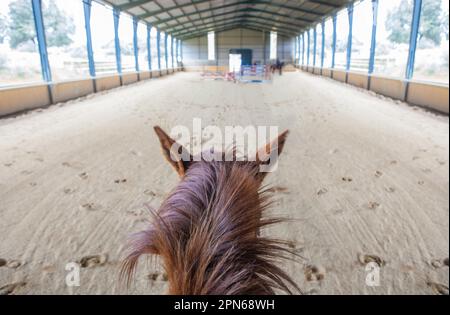 Pferdetraining auf dem Hindernisparcours. Szene vom Pferd aus gesehen Stockfoto