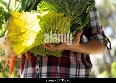 Nahaufnahme der Hände einer Frau mit freigepflücktem Kohl aus dem Garten, sonnenbeleuchtet Stockfoto