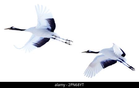 Zwei Rotkräne spreizen ihre Flügel und schweben in den Himmel. Fotos isolierter Vögel in Hokkaido, Japan Stockfoto