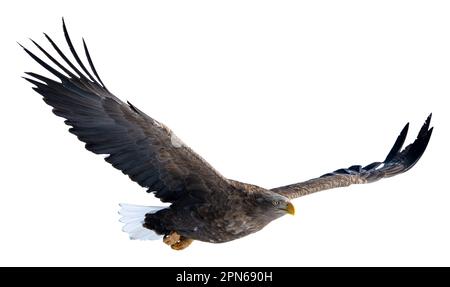 Ein Weißwedeladler erhebt seine Flügel und steigt hoch in den Himmel. Fotos isolierter Vögel in Hokkaido, Japan Stockfoto