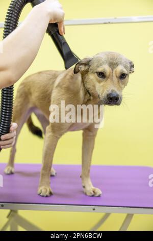 Tiere pflegen, Hunde pflegen, trocknen und stylen, Wolle kämmen. Grooming Master schneidet und rasiert, pflegt einen Hund. Stockfoto