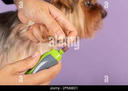 Hundepfote und elektrischer Nagelschleifer in Groomer-Händen. Polierklauen, Clipping und Maniküre von Haustieren Konzept. Tierhygienische Pflege. Professionelle Schönheit p Stockfoto