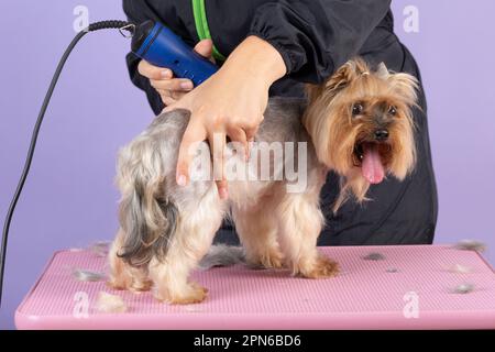 Der Groomer schneidet einem Yorkshire Terrier Hund mit einem Haarschneider auf dem Frisiertisch das Rückgrat. Professionelle Tierpflege Stockfoto
