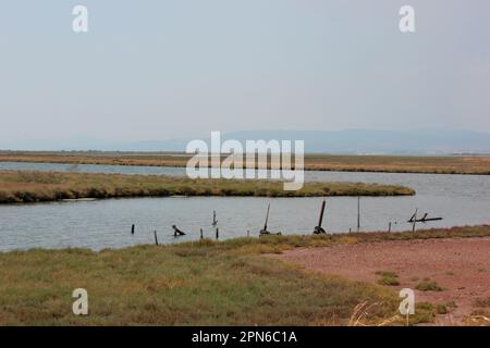 Delta Evros Nationalpark, Evros Thraki Griechenland Stockfoto