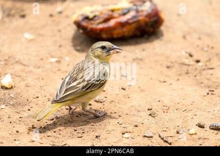 Südlicher maskierter Weber-Vogel (Ploceus velatus), weibliche oder nicht zuchtfähige männliche Nahtstelle auf der Feldsuche in Gauteng, Südafrika Stockfoto