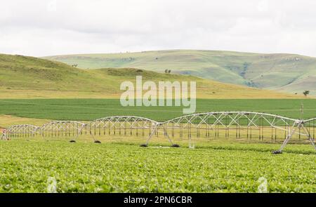 Landwirtschaftliche Landschaft eines landwirtschaftlichen Betriebs in Kwazulu Natal, Südafrika, mit Kulturen mit Kreisbewässerung oder Bewässerungssystem Konzept Landwirtschaft Stockfoto