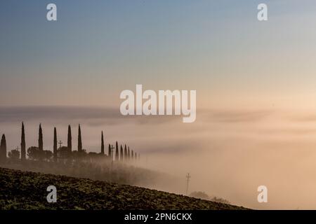 Malerischer nebeliger Morgen mit dickem Nebel über dem Tal in der Toskana, Italien. Eine Reihe Zypressen lässt alle wie ein Märchen aussehen. Stockfoto