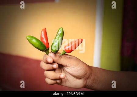 Grüne Chilis und rote Chilis werden in der Hand gehalten Stockfoto