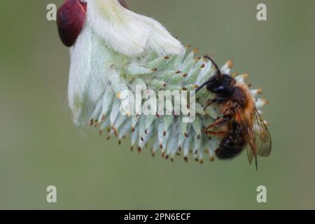 Nahaufnahme einer männlichen zweifarbigen Bergbaubiene, Andrena bicolor, die auf einer weiblichen Ziegenweide-Katzenblume sitzt Stockfoto