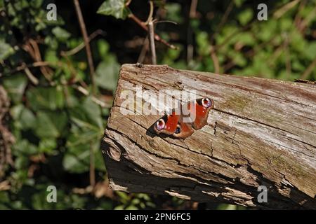 Nahaufnahme auf einem Pfauenschmetterling, Inachis io, sitzt mit Flügeln auf Holz Stockfoto