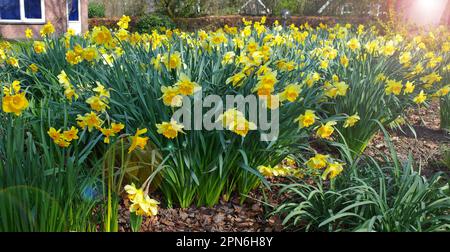 Große Menge gelber Narzissen in einem holländischen Garten. Stockfoto