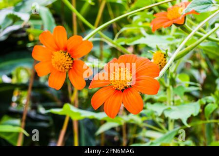 Tithonia rotundifolia „Goldfinger“ wächst in der Baumschule des Eden-Projekts, St. Austell, Cornwall, Vereinigtes Königreich Stockfoto