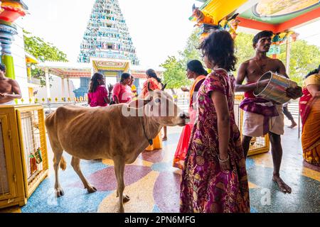 Kühe und Gläubige in einem hinduistischen Tempel auf der Insel Nainativu (Nagadipa) in der Nähe von Jaffna, Sri Lanka Stockfoto