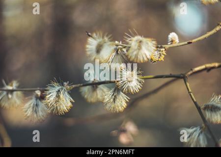 Flauschige Katzen, die sich im Sonnenlicht sonnen, umgeben von einem warmen Bokeh, und nachhaltige städtische Gärten und die Schönheit der Erneuerung der Natur präsentieren. Stockfoto