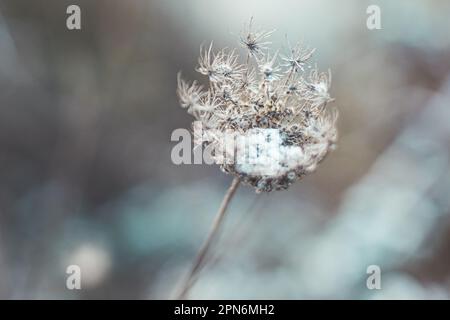 Nahaufnahme von zarten, trockenen Grashalmen mit Schneeflocken, ergänzt durch einen kühlen Bokeh-Hintergrund für ein ruhiges, natürliches Gefühl. Stockfoto