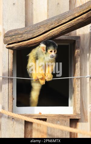 Schwarzkappenaffe (Saimiri boliviensis) in ihrem Gehege im Londoner Zoo, Großbritannien Stockfoto