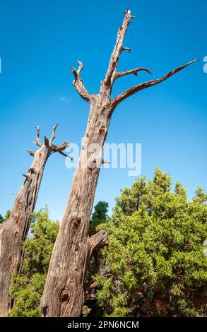 Colorado National Monument in Colorado Stockfoto