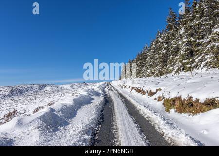 Eine malerische Winterstraße mit frisch gereinigtem Schnee und hohen Kiefern an den Seiten Stockfoto