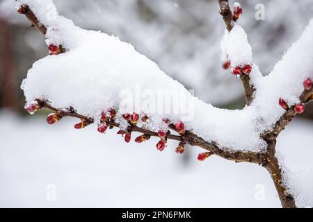 Bäume im Frühling mit Schnee bedeckt, Nahaufnahme. Stockfoto