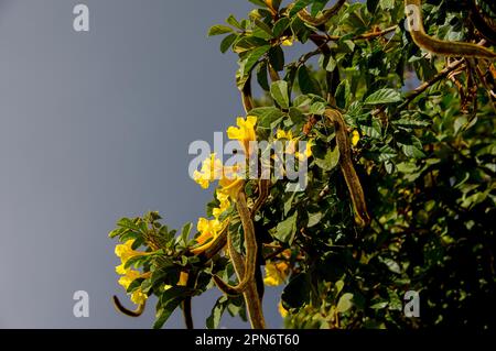 Oberer Teil der goldenen Trompete, Handroanthus chrysotrichus, mit gelben Blumen und flauschigen Samenkapseln. Aus Brasilien im australischen Garten. Stockfoto