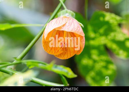 abutilon pictum zu den gebräuchlichen Namen gehören Rothaarige abutilon, Rothaarige indische Mallow, Rothaarige blühende Ahorn, Chinesische Laterne und Rothaarige chinesische Laterne Stockfoto