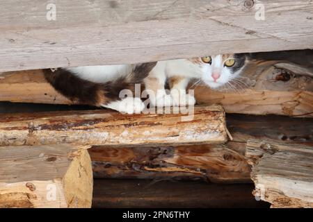 Die dreifarbige Katze sitzt auf dem Feuerholz Stockfoto