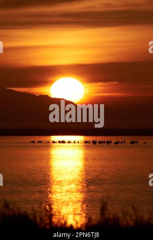 Sonnenaufgang im Park von Doñana Flamingos Silhouetten Stockfoto