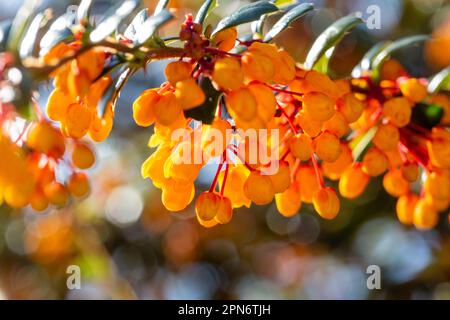 Berberis Darwinii, gemeinhin bekannt als Darwins Barberry, ist ein buschiger immergrüner Strauß Stockfoto