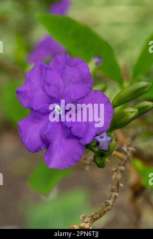 Brunfelsia pauciflora ist eine Blumenpflanze der Familie Solanaceae, der Nachtschatten Stockfoto