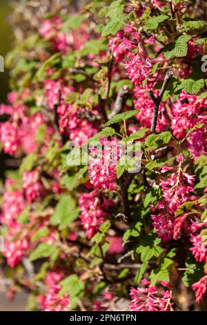 Ribes sanguineum, die blühende Johannisbeere, die rote Johannisbeere, die rot blühende Johannisbeere oder die rote Johannisbeere Stockfoto