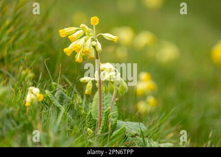 Primula veris, der Kuhrutscher, der gewöhnliche Kuhrutscher oder die Rutschprimrose, ist eine krautige, mehrjährige Blütenpflanze in der Primrose-Familie Primulaceae Stockfoto