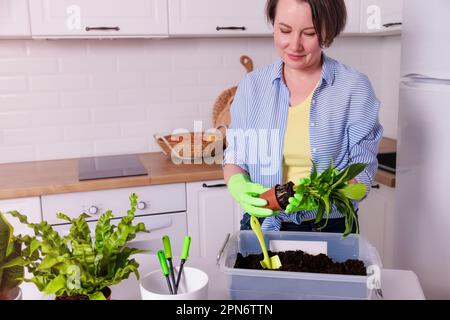 Frau verpflanzt Blumen in Töpfe Stockfoto