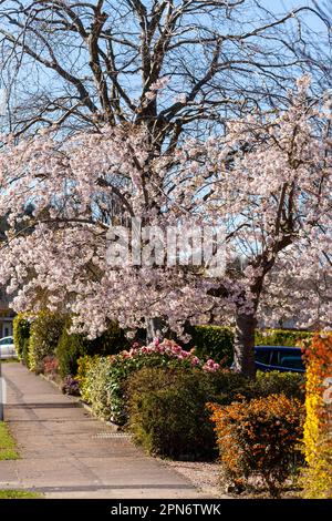 Ein schöner Kirschbaum in einem Vorgarten in Fife Stockfoto