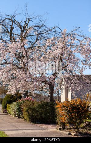 Ein schöner Kirschbaum in einem Vorgarten in Fife Stockfoto