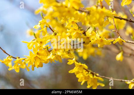 Nahaufnahme der gelben Forsythia-Blumen Stockfoto