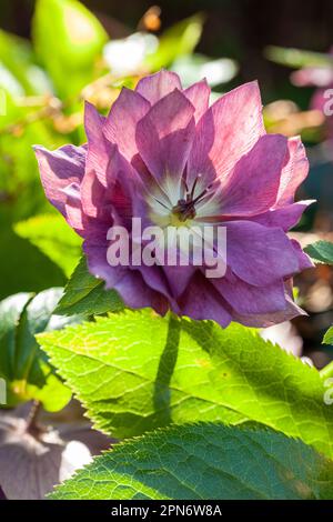 Nahaufnahme einer wunderschönen violetten Helibore-Blume. Stockfoto