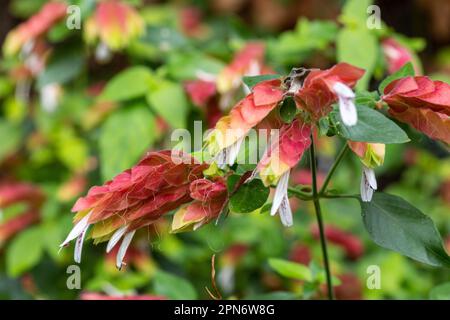 Justicia brandegeeana, auch bekannt als Garnelenpflanze, ist ein tropischer immergrüner Strauch mit roten bis rosa Armbändern und weißen Blumen, die Garnelen ähneln Stockfoto