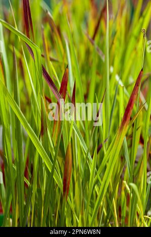 Mperata cylindrica, allgemein bekannt als Cogongras Stockfoto