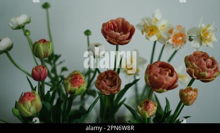 Eine Auswahl an Tulpen, Narzissen und Ranunkulus an der blanken Wand Stockfoto