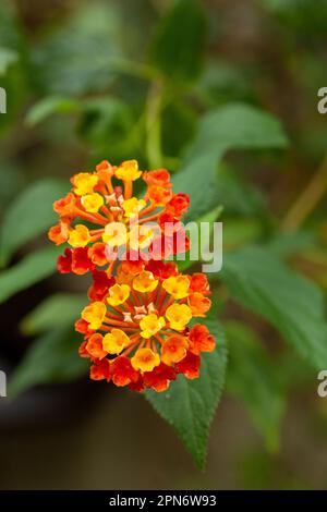 Lantana camara (gemeine lantana) ist eine blühende Pflanzenart innerhalb der Verbena-Familie (Verbenaceae), die in den amerikanischen Tropen heimisch ist Stockfoto