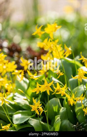 Erythronium Pagoda, Hundezahnviolett der Lilienfamilie, Fife, Schottland. Stockfoto